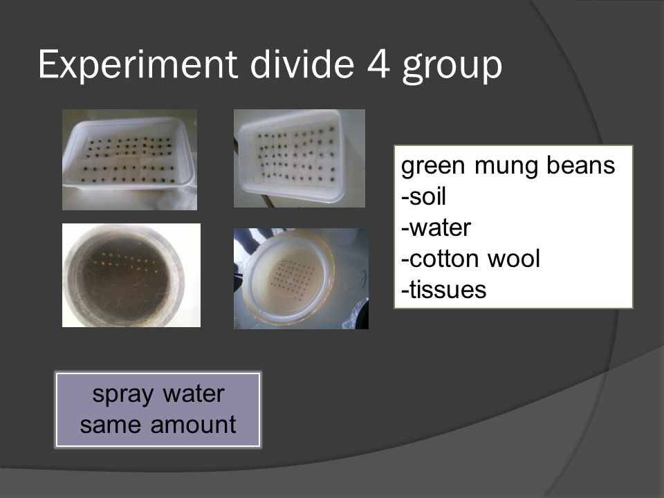 Experiment divide 4 group spray water same amount green mung beans -soil -water -cotton wool -tissues