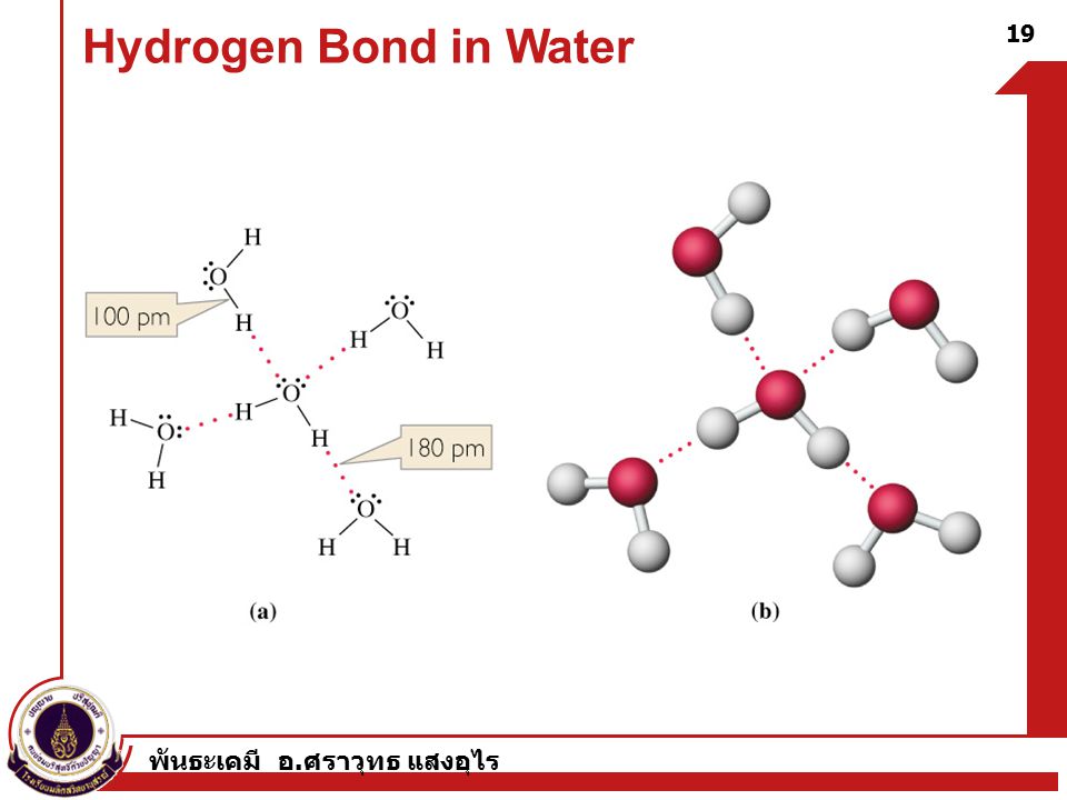 พันธะเคมี อ. ศราวุทธ แสงอุไร 19 Hydrogen Bond in Water