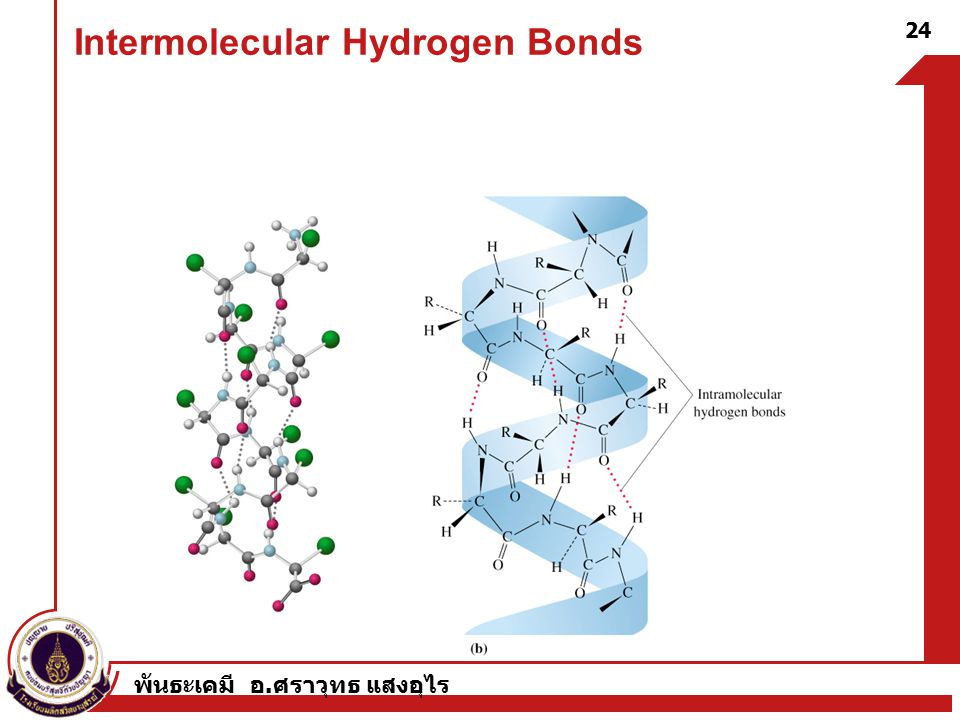พันธะเคมี อ. ศราวุทธ แสงอุไร 24 Intermolecular Hydrogen Bonds