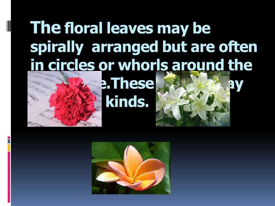 The floral leaves may be spirally arranged but are often in circles or whorls around the receptacle.These whorls may be of four kinds.