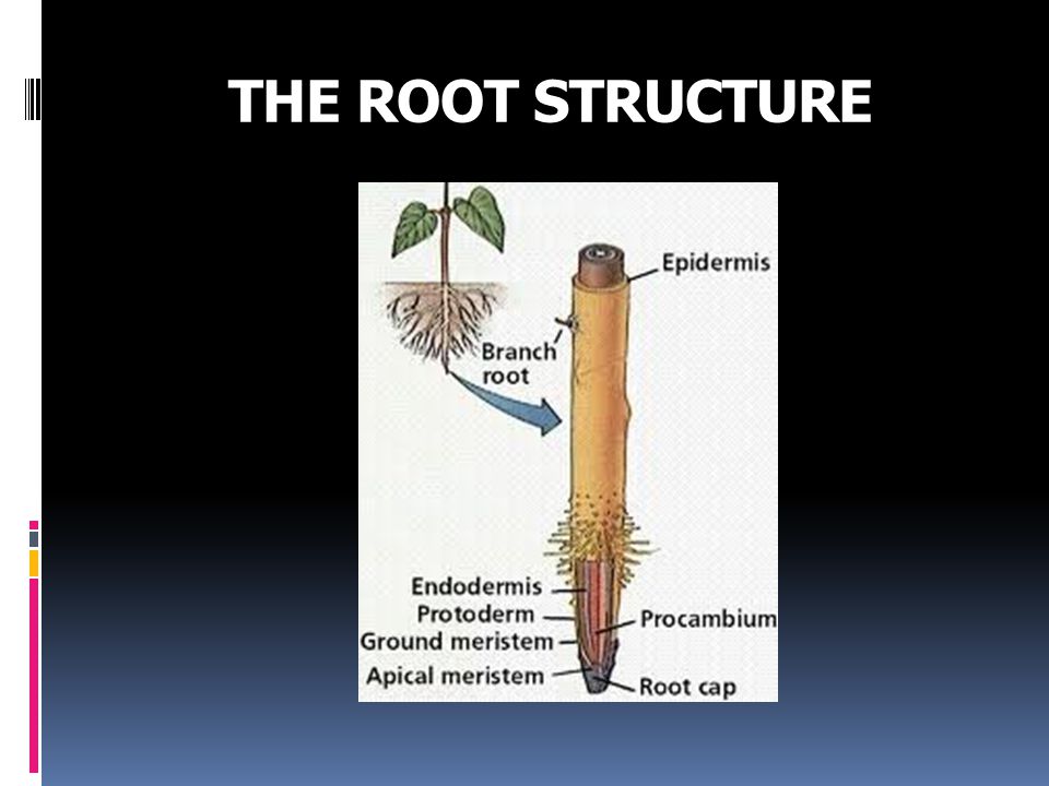 THE ROOT STRUCTURE