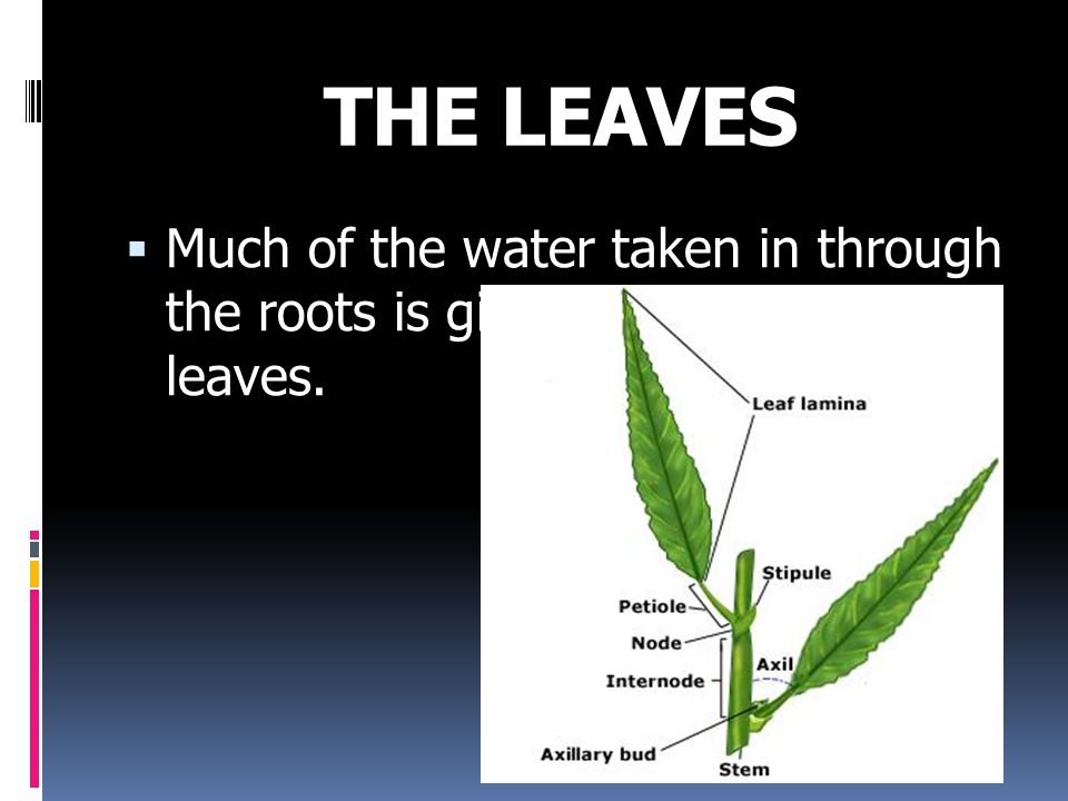 THE LEAVES  Much of the water taken in through the roots is given out by the leaves.