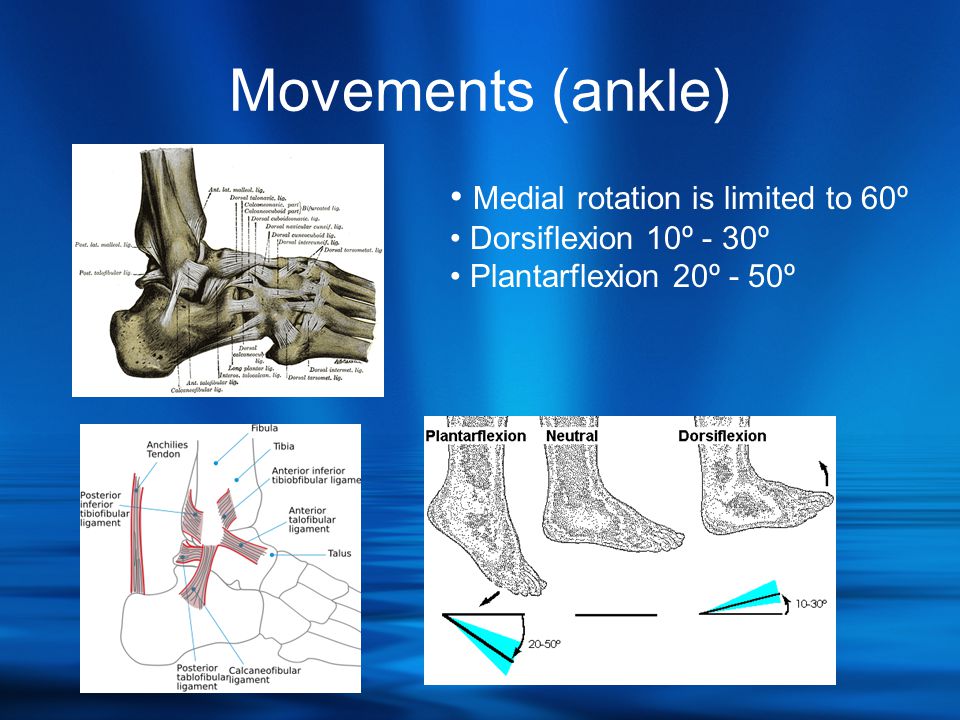 Movements (ankle) • Medial rotation is limited to 60º • Dorsiflexion 10º - 30º • Plantarflexion 20º - 50º
