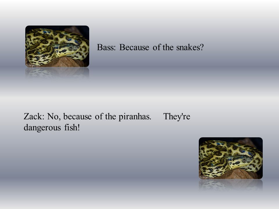 Bass: Because of the snakes Zack: No, because of the piranhas. They re dangerous fish!
