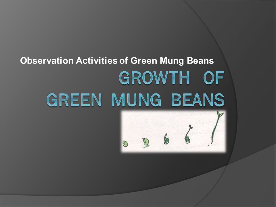Observation Activities of Green Mung Beans