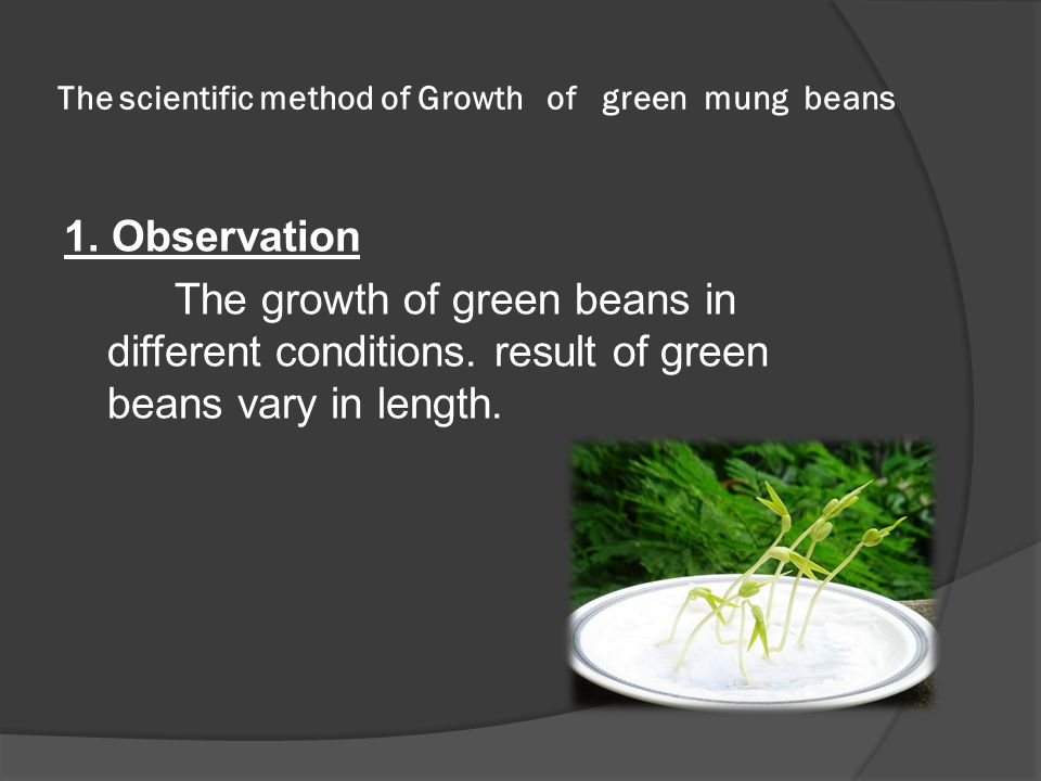 The scientific method of Growth of green mung beans 1.