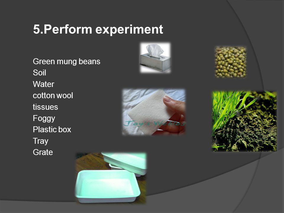 5.Perform experiment Green mung beans Soil Water cotton wool tissues Foggy Plastic box Tray Grate