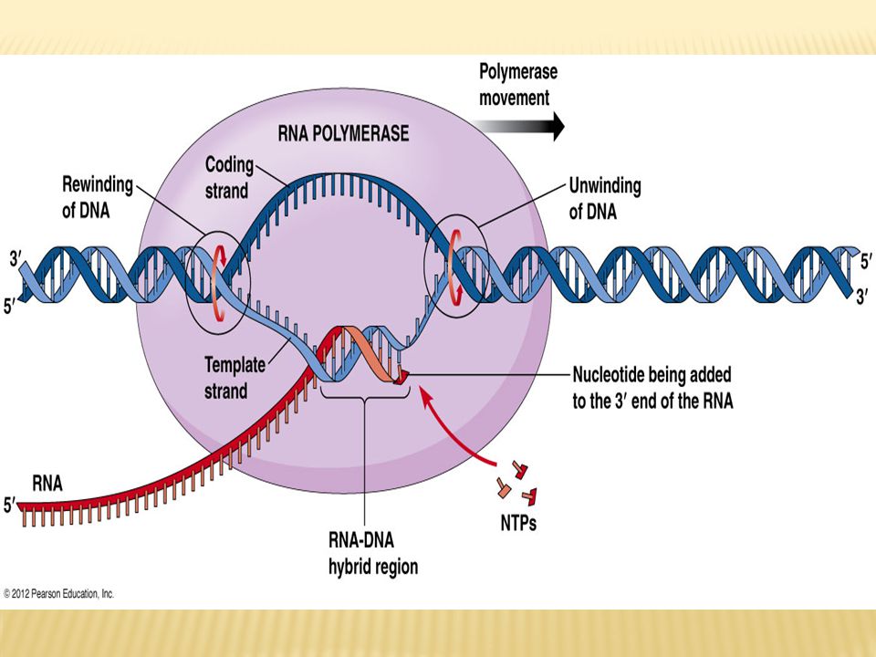 Рнк полимераза синтезирует. РНК-зависимой ДНК-полимеразой.. ДНК зависимые РНК полимеразы. Структура ДНК зависимой РНК полимеразы. ДНК-зависимая РНК полимераза структура.