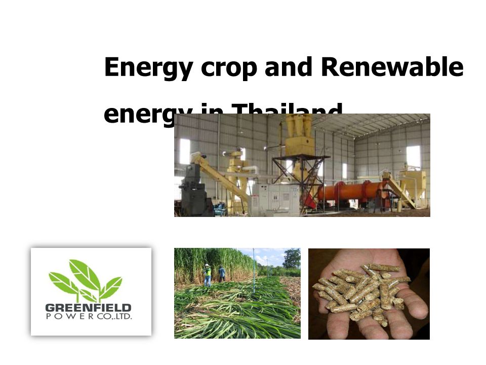 Energy crop and Renewable energy in Thailand