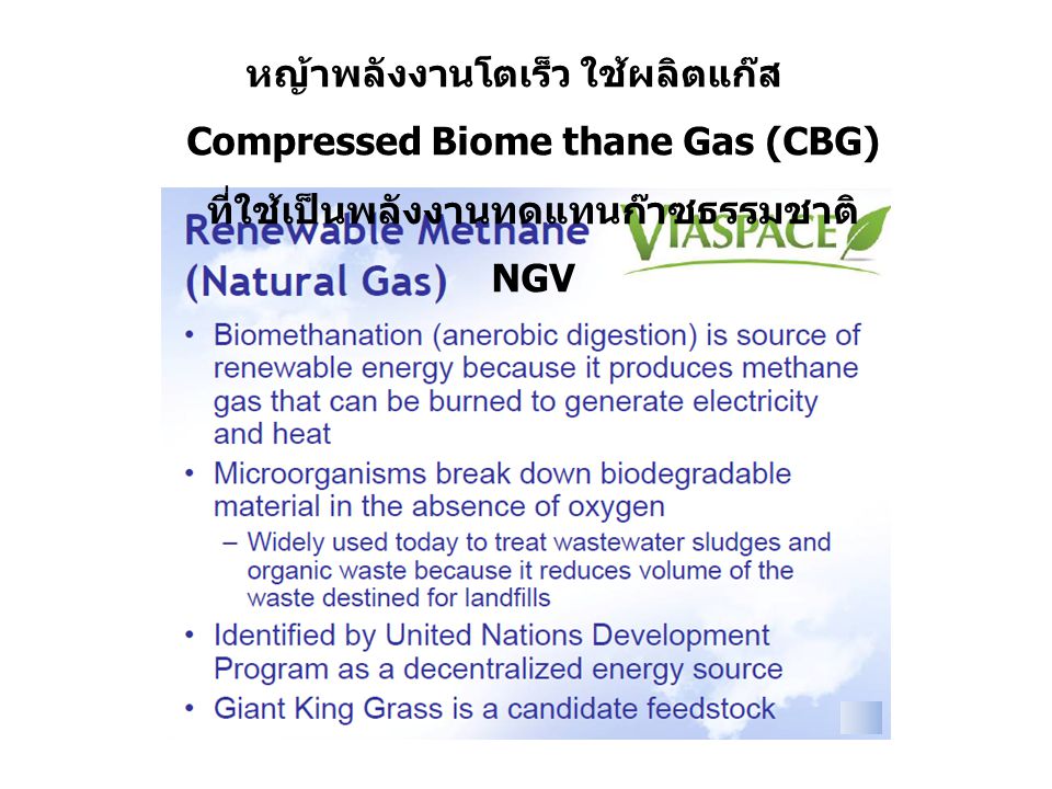 หญ้าพลังงานโตเร็ว ใช้ผลิตแก๊ส Compressed Biome thane Gas (CBG) ที่ใช้เป็นพลังงานทดแทนก๊าซธรรมชาติ NGV