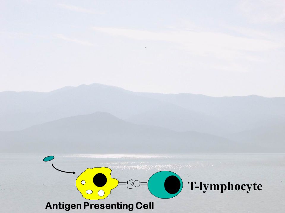 Antigen Presenting Cell Antigen